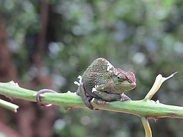 爬行動物,蜥蜴,動物