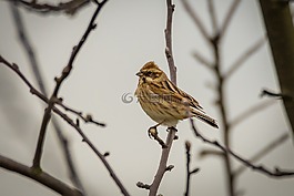 dunnock,鸣鸟,鸟