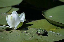 青蛙,蓮花,綠色