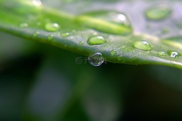 一滴水,滴,葉子