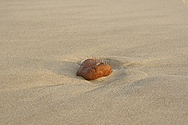 沙,海灘,石