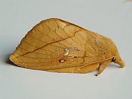 rietvink,蛾,bug