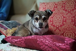 小狗,狗,動物