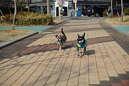 小狗,狗,動物