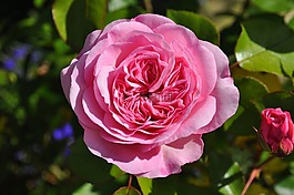 玫瑰,花,花園