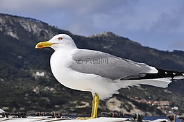 海鷗,島,海