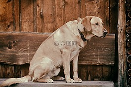 狗,動物,拉布拉多