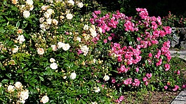 玫瑰,花園,粉色