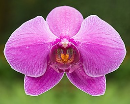 蘭花,花,植物區(qū)系