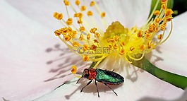 昆蟲,性質(zhì),活
