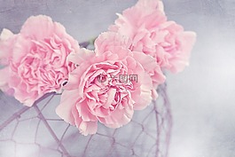 鮮花,丁香,粉紅色