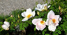 粉色,灌木,花