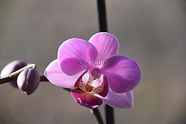 花,植物,性質