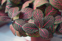網(wǎng)紋草,室內(nèi)植物,雜色枝葉