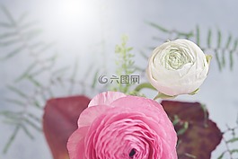 花,毛茛屬植物,鮮花