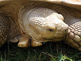 龜,動物園,可怕