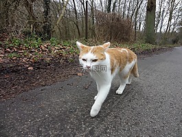 貓,動物,運行