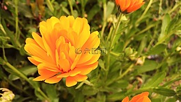 花,花卉,性質(zhì)