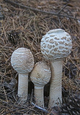 蘑菇,macrolepiota的,真菌
