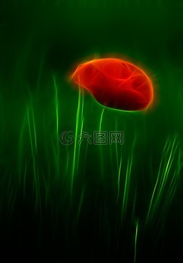 罌粟,klatschmohn,花