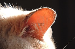 貓,寵物,耳