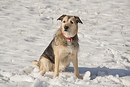 雪,狗,冬天