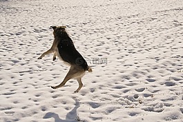 雪,狗,冬天