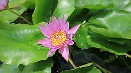蓮花,綠色,開花