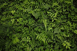 植物,綠色,葉