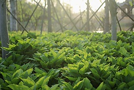 春游,原創(chuàng),墻紙