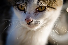 貓,小貓,動物