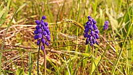 花,漿果,花卉