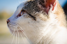 貓,小貓,動物