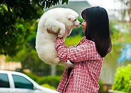 宠物,狗,萨摩耶