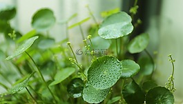 hydrocotyle vulgaris,銅錢草,新綠