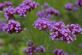 鲜花,挟持,紫