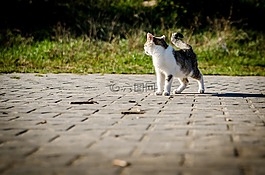 貓,小貓,動物
