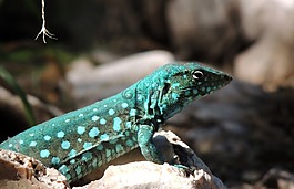 蜥蜴,動物,爬行動物