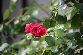 玫瑰,鮮花,花園