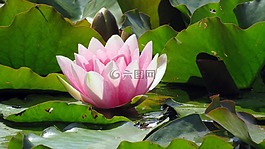 性质,池塘里植物,水中百合