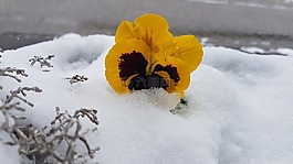 紫羅蘭色,雪,奧爾陶斯