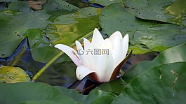 性质,池塘里植物,水中百合