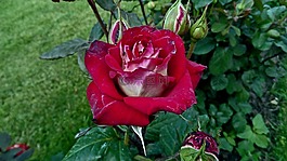 紅玫瑰,鮮花,芽