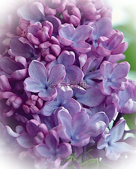 器官,花卉,春天