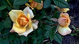 奶油色玫瑰,鮮花,芽