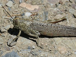 蝗蟲,龍蝦,orthopteron