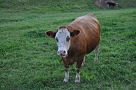 牛,牛肉,牧場
