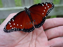 蝴蝶,手,花園