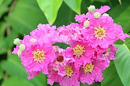 花園,鮮花,粉紅色