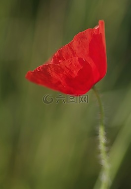 罌粟,花,紅色